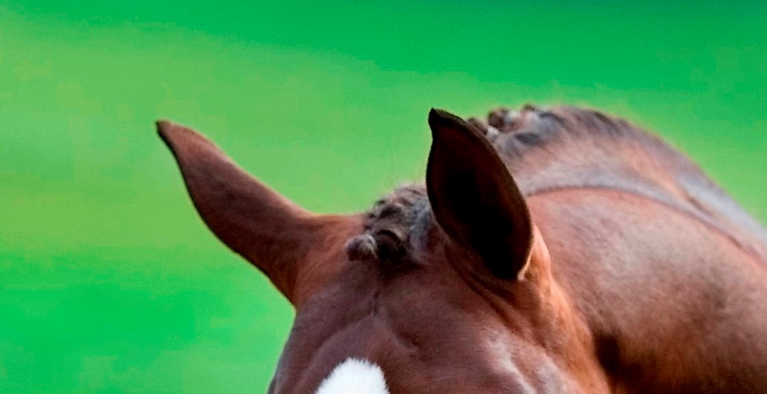 Equine ears
