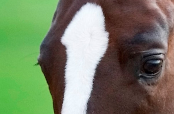 Equine eyes